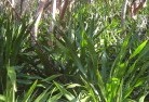 Townsvilleplants-40.jpg; ?>